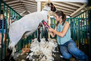 Mckenzie Roberts, 17, shears her sheep Aspen during opening day of the Evergreen State Fair on Thursday, Aug. 25, 2022 in Monroe, Washington. (Olivia Vanni / The Herald)