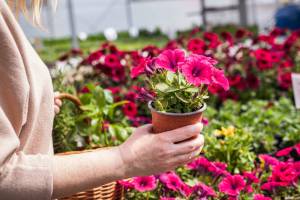 Woman shopping pink petunia flower at market. Customer choosing flowers at garden center