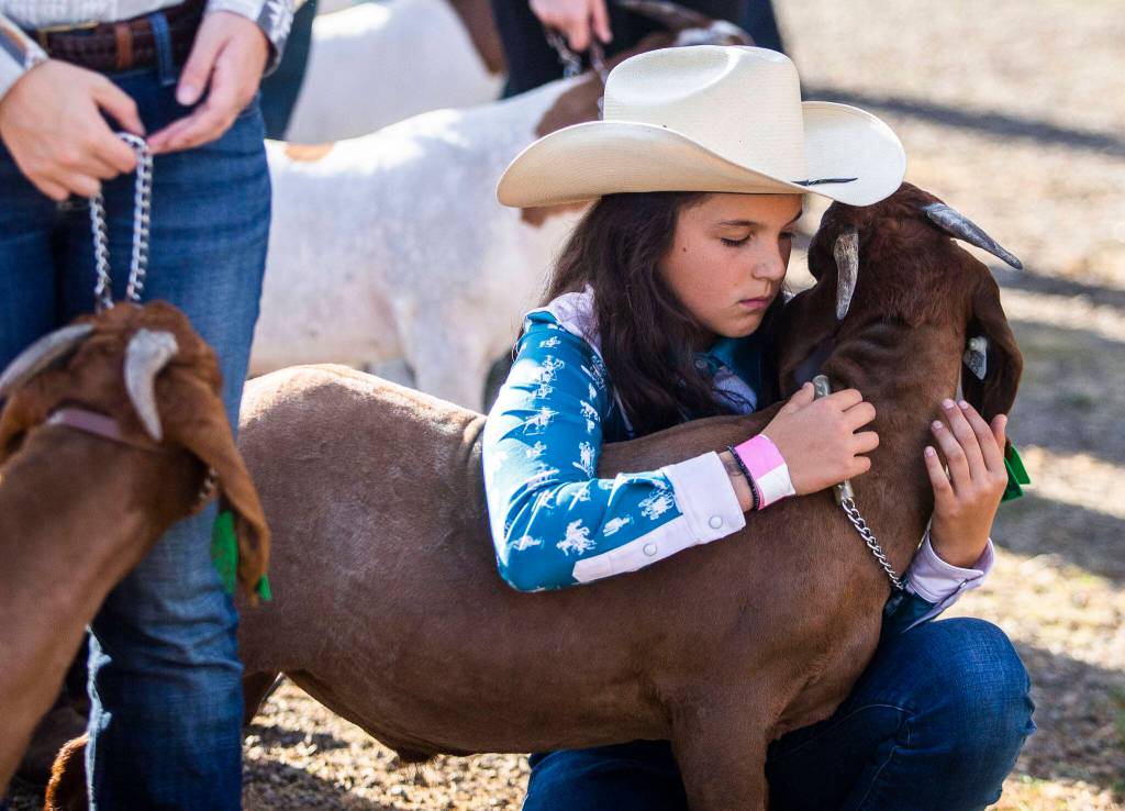 Lucy Nakao, 12, hugs her goat Charlie Brown before the goat sale during the Evergreen Youth Livestock Show at the Evergreen State Fair on Saturday, in Monroe. (Olivia Vanni / The Herald)