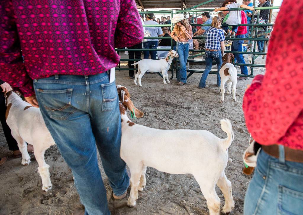 Exhibitors wait to take their goat into the arena for auction during the Evergreen Youth Livestock Show at the Evergreen State Fair on Saturday, in Monroe. (Olivia Vanni / The Herald)