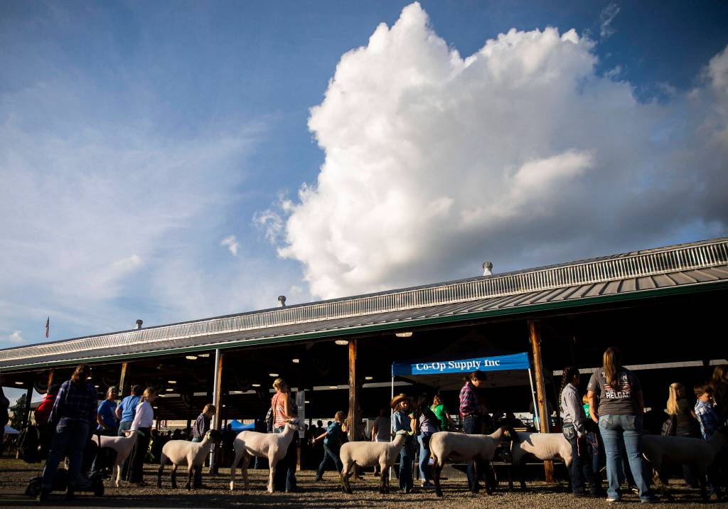 Exhibitors wait to lead their sheep in for auction during the Evergreen Youth Livestock Show at the Evergreen State Fair on Saturday, in Monroe. (Olivia Vanni / The Herald)