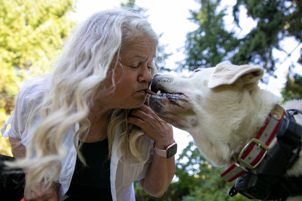 Suzanne Elshult holds a treat in her mouth as her 12-year-old search-and-rescue dog, Keb, gently grabs it on Wednesday, Aug. 17, 2022, at Meadowdale High School in Lynnwood. (Ryan Berry / The Herald)