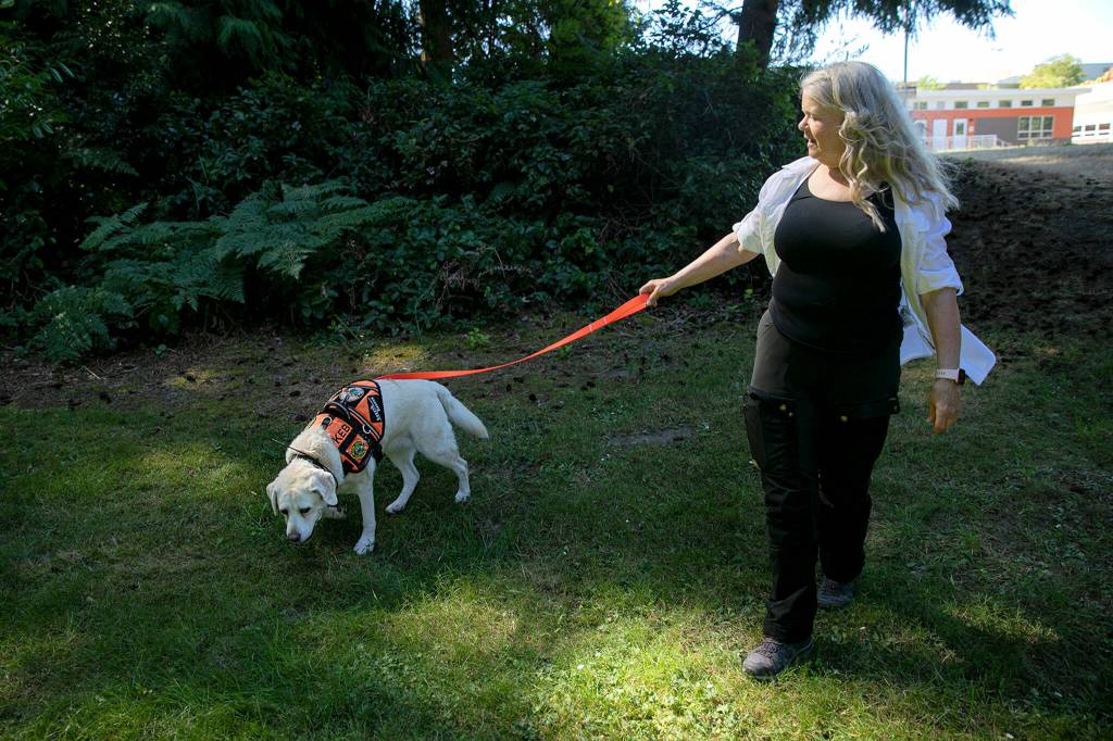 Suzanne Elshult and her search-and-rescue dog, Keb, walk together before a quick training exercise Wednesday, Aug. 17, 2022, at Meadowdale High School in Lynnwood. (Ryan Berry / The Herald)