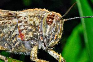 Egyptian grasshopper (Hectonichus, CC BY-SA 4.0, via Wikimedia Commons)