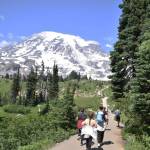 Hikers follow the Skyline Trail on the flank of Mount Rainier. (Alex Bruell / Enumclaw Courier-Herald)