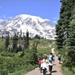 Hikers follow a path in the shadow of Mount Rainier. (Alex Bruell / Enumclaw Courier-Herald)