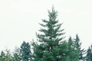 Sequoiadendron giganteum 'Glaucum', commonly called blue-needled giant sequoia and the image credit goes to Great Plant Picks.