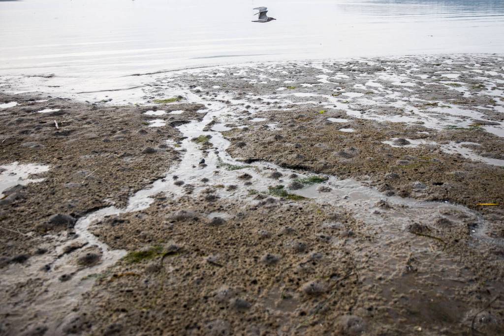 Clam shows cover the beach at Windjammer Park as a seagull flys by on Sept. 12, in Oak Harbor. (Olivia Vanni / The Herald)
