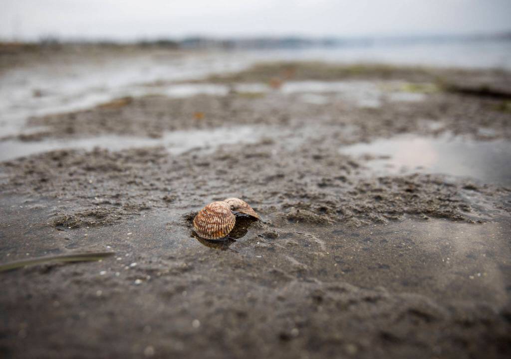 An empty cockle shell sits on the beach at Windjammer Park on Sept. 12, in Oak Harbor. (Olivia Vanni / The Herald)