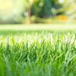 Lawns are not the environmental evil that some people proclaim, Steve Smith says. (Getty Images)