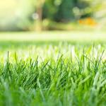 Mowed green backyard grass under trees closeup view