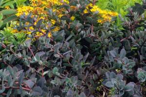 Sedum 'Bertram Anderson'  (Richie Steffen)