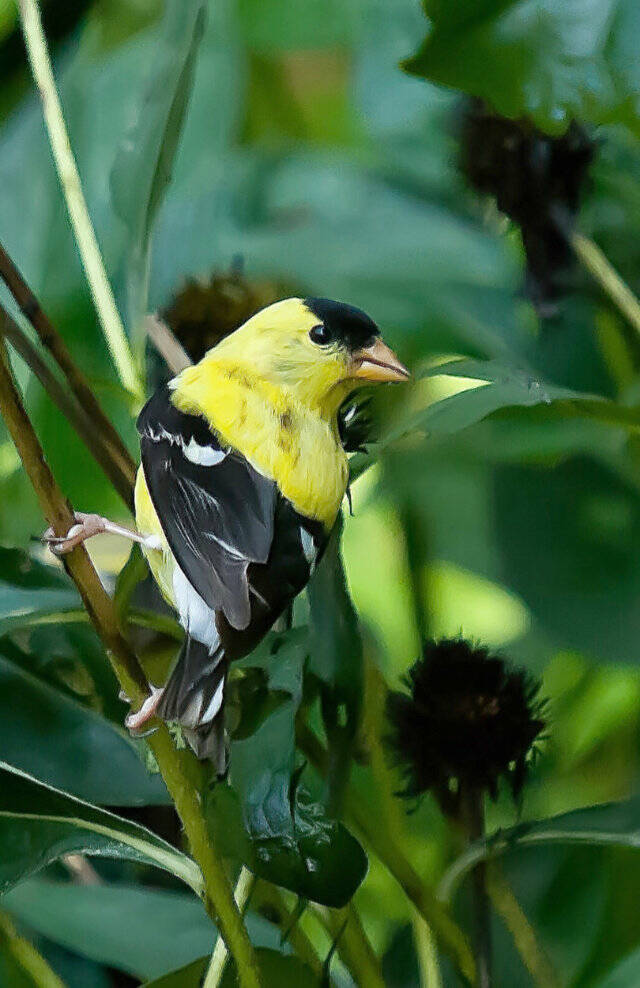 This feeding American Goldfinch shows there is a good benefit in leaving some Color Coded, coneflower seed pods for food. (Norman Winter / TNS)
