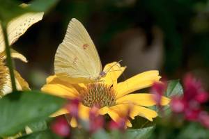This Cloudless Sulphur butterfly creates natureâ€™s version of the monochromatic color scheme as it feeds on Color Coded, One in a Melon coneflower. (Norman Winter/TNS)