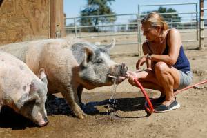 Sheila Murphy, founder of Alma Bonita Animal Rescue, cools off Cheyenne, left, and Weeneeham with water at the farm in Morgan Hill, California, on Tuesday, Sept. 6, 2022. She said her outdoor thermometer read 116 degrees. (Nhat V. Meyer/Bay Area News Group/TNS)
