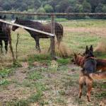 Two German Shepards checkout a pair of horse walking outside of their temporary home at Rosecrest Equestrian Estate on Tuesday, in Monroe. (Olivia Vanni / The Herald)