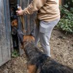 A handful of German Shepards try to squeeze through an opening in a stable door at their temporary home at Rosecrest Equestrian Estate on Tuesday, in Monroe. (Olivia Vanni / The Herald)