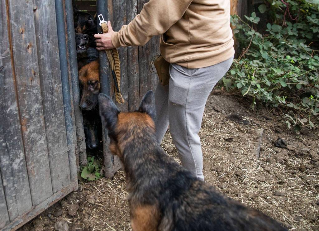 A handful of German Shepards try to squeeze through an opening in a stable door at their temporary home at Rosecrest Equestrian Estate on Tuesday, in Monroe. (Olivia Vanni / The Herald)