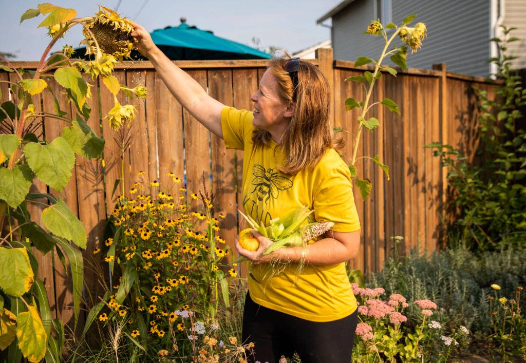 Amy Turnbull pulls seeds off of a sunflower in her Everett yard. (Olivia Vanni / The Herald)