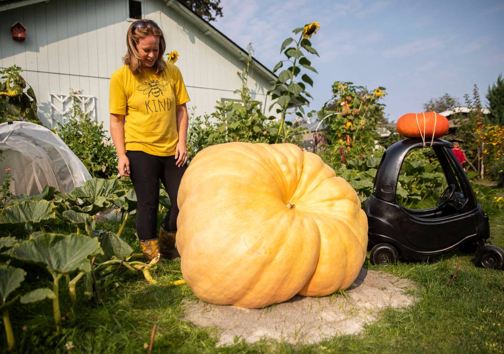 Amy Turnbull admires her large pumpkin in her garden. (Olivia Vanni / The Herald)
