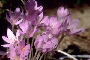 Colchicum autumnale. (Great Plant Picks)