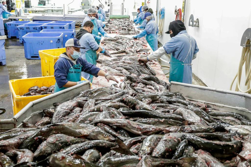 Fishery workers sort black cod April 15 at Home Port Seafoods in Bellingham. (Kevin Clark / The Herald)