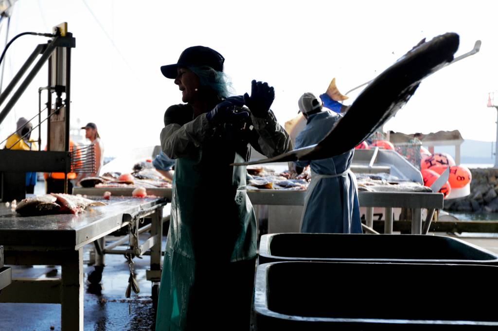 A fishery workers sorts a halibut at Home Port Seafoods in Bellingham. (Kevin Clark / The Herald)