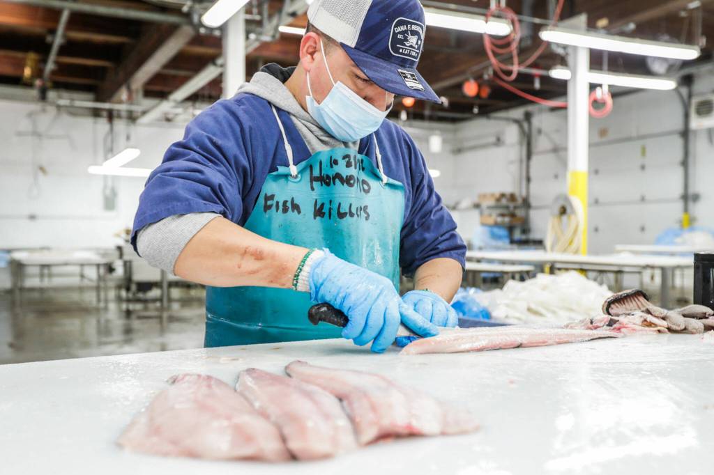 Honorio Marquez, second plant manager at Home Port Seafoods, filets a black cod in Bellingham. (Kevin Clark / The Herald)