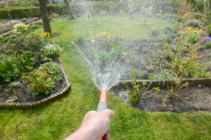 Even if you haven’t watered your landscape in the past 100 days, or watered very little, get outside and give your plants a good soak. (Getty Images)