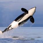 A female resident orca whale breaches while swimming in the Puget Sound on Jan. 18, 2014, near Bainbridge Island. (AP Photo/Elaine Thompson, File)