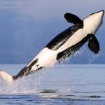 FILE - In this Jan. 18, 2014, file photo, a female resident orca whale breaches while swimming in Puget Sound near Bainbridge Island, Wash., as seen from a federally permitted research vessel. The National Marine Fisheries Service has finalized rules to expand the Southern Resident orca's critical habitat from the Canadian border down to Point Sur, Calif., adding 15,910 square miles, (41,207 square kilometers) of foraging areas, river mouths and migratory pathways. (AP Photo/Elaine Thompson, File)