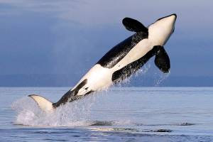 FILE - In this Jan. 18, 2014, file photo, a female resident orca whale breaches while swimming in Puget Sound near Bainbridge Island, Wash., as seen from a federally permitted research vessel. The National Marine Fisheries Service has finalized rules to expand the Southern Resident orca's critical habitat from the Canadian border down to Point Sur, Calif., adding 15,910 square miles, (41,207 square kilometers) of foraging areas, river mouths and migratory pathways. (AP Photo/Elaine Thompson, File)