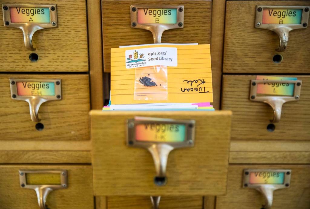 Tuscan kale seeds available along with a handful of other vegetable, flower and fruit seeds at Everett Librarys new Seed Library on Friday, in Everett. (Olivia Vanni / The Herald)