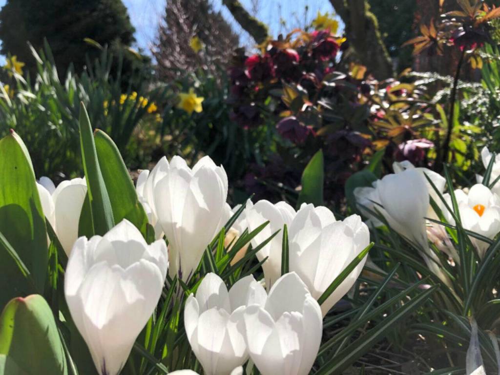 Crocus, daffodils and hellebores are just three of the bulbs that emerge in spring.
