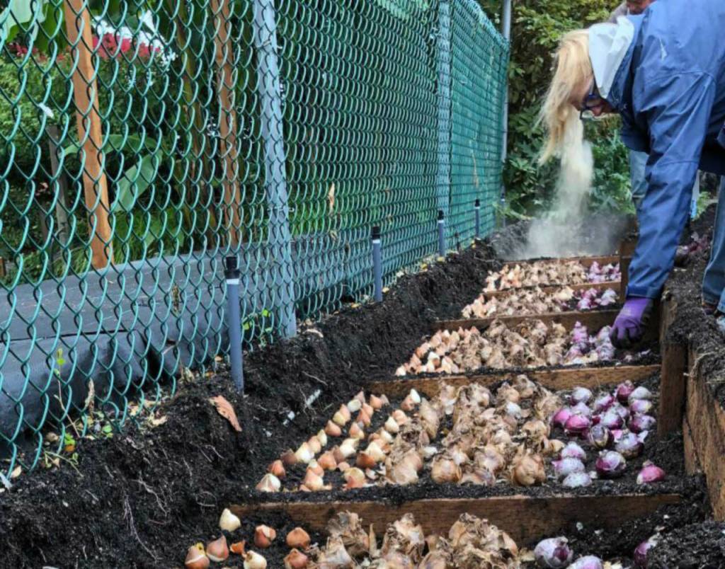 Never plant one bulb at a time. Dig holes large enough to accommodate a dozen or more.