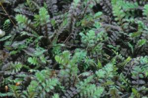 Leptinella squalida 'Platt's Black', commonly called Platt's Black brass buttons. (Great Plant Picks)