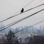 A Stellars jay is silhouetted against a smoky backdrop where the Cascades would normally be visible on Monday, in Everett. (Olivia Vanni / The Herald)