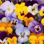 mixed pansies in garden
