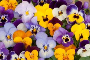mixed pansies in garden