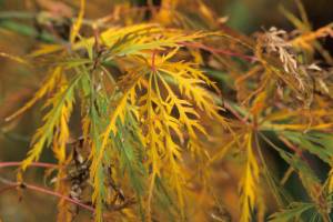 Acer palmatum ‘Viridis,’ commonly called green laceleaf Japanese maple. Great Plant Picks