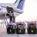 Good Flights and Greater Good Charities along with local shelter staff help unload 181 animals ranging from guinea pigs to dogs to cats off of their rescue flight from Florida on Oct. 9, in Everett. These animal were moved out of hurricane impacted areas to make room for the ongoing influx of homeless and lost pets due to the storm. (Olivia Vanni / The Herald)