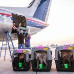 Good Flights and Greater Good Charities along with local shelter staff help unload 181 animals ranging from guinea pigs to dogs to cats off of their rescue flight from Florida on Sunday, Oct. 9, 2022 in Everett, Washington. These animal were moved out hurricane impacted areas to make room for the ongoing influx of homeless and lost pets due to the storm. (Olivia Vanni / The Herald)