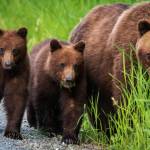A momma bear and two cubs walk on Chichagof Island. (Elleana Elliott)
