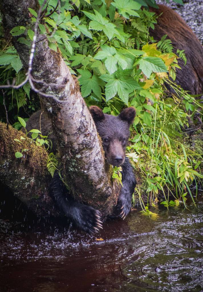 A young coastal brown bear grasps a tree on Chichagof Island. (Elleana Elliott)