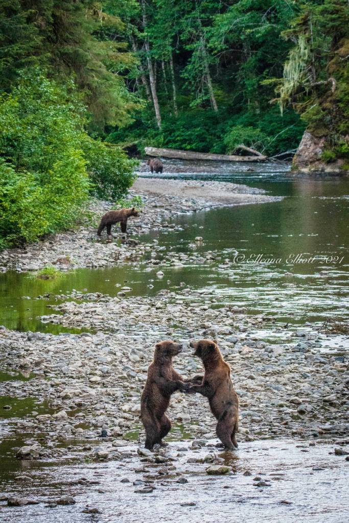 Bears on Chichagof Island, Hoonah, Alaska. (Elleana Elliott)