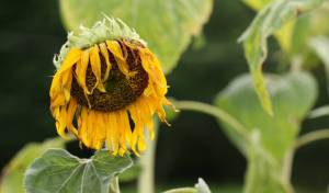 Wither sunflower.