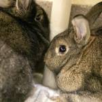 Bunnies Jasmine and Esmerelda hide in the corner of their enclosure Monday, Oct. 24, 2022, at the Everett Animal Shelter in Everett, Washington. (Ryan Berry / The Herald)