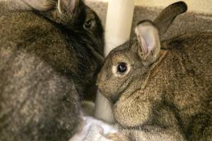 Bunnies Jasmine and Esmerelda hide in the corner of their enclosure Monday, Oct. 24, 2022, at the Everett Animal Shelter in Everett, Washington. (Ryan Berry / The Herald)