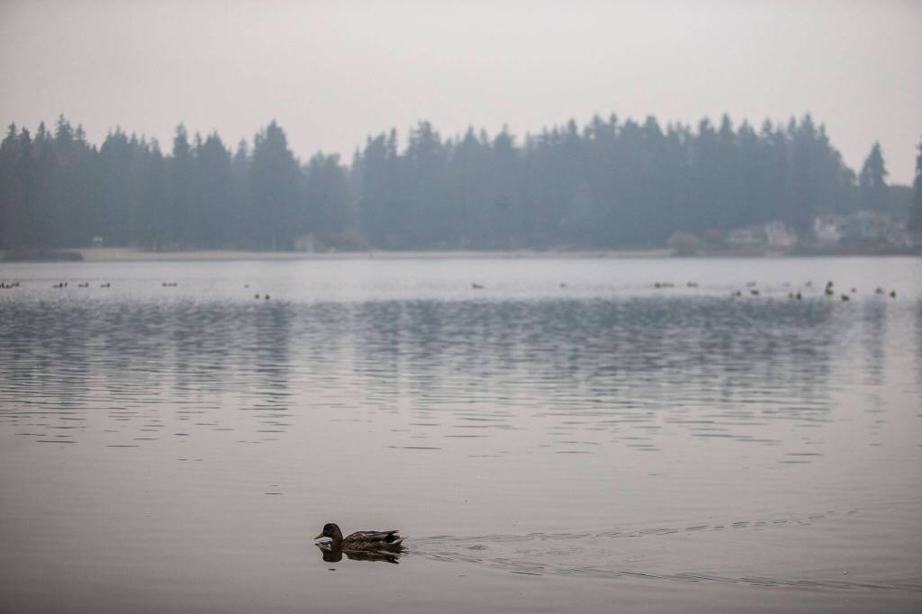 A duck swims across Silverlake on Thursday, Oct. 20, 2022 in Snohomish, Washington. (Olivia Vanni / The Herald)