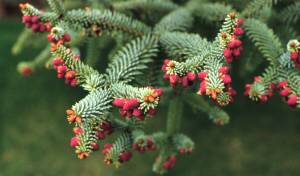 Abies pinsapo, commonly called Spanish fir. (Great Plant Picks)